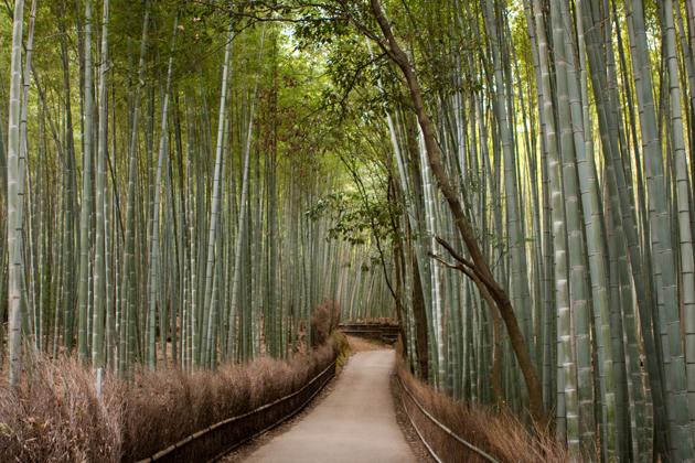 Forêt de bambou de Arashiyama a Kyoto Japon